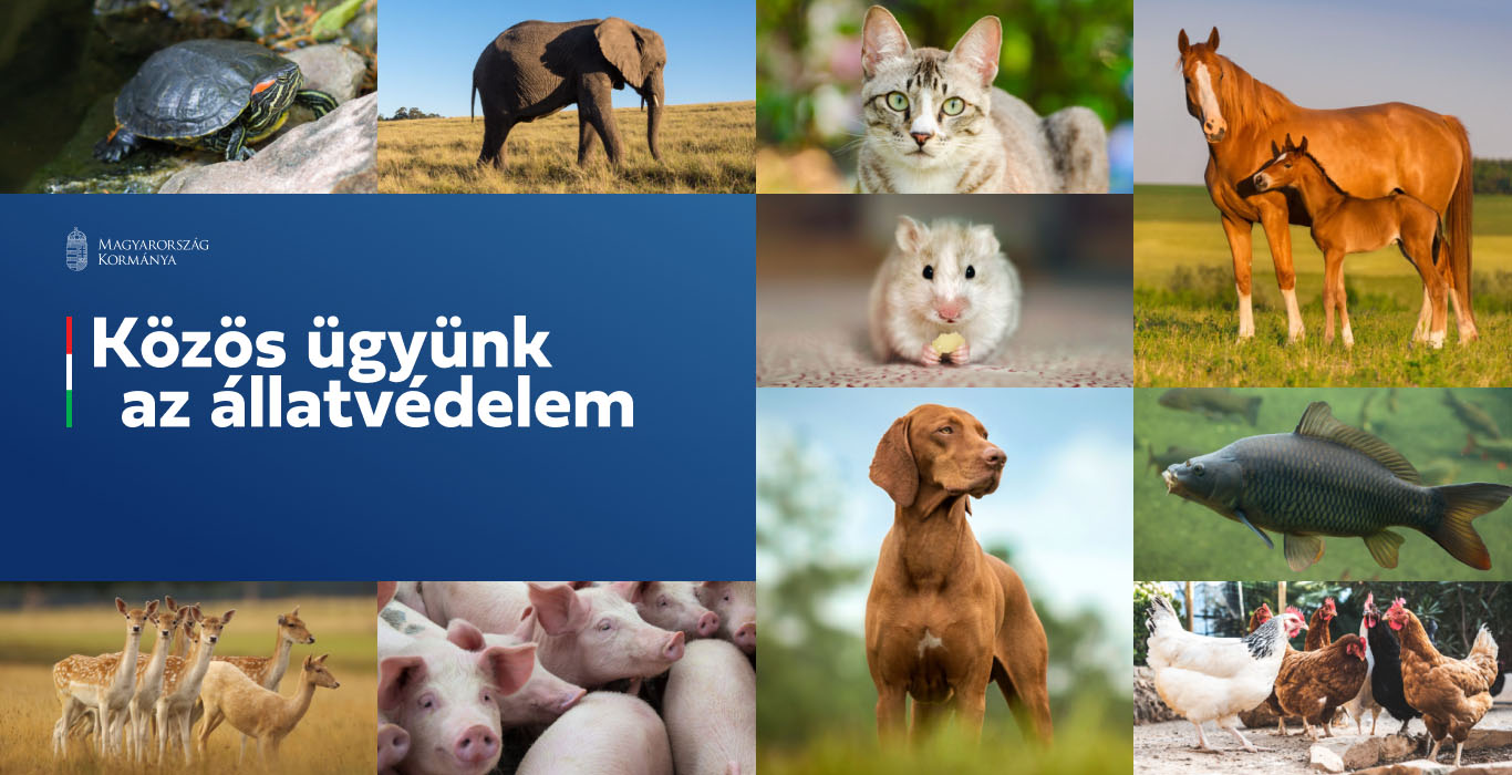 Társadalmi párbeszédet indítottunk az állatvédelemről, online kérdőív formájában várjuk a lakosság véleményét.